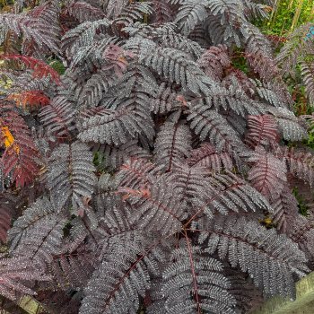 Albizia julibrissin (Albízia čokoládová )´SUMMER CHOCOLATE´® -kont. C10L, výška 150-170 cm - VIACKMENNÁ